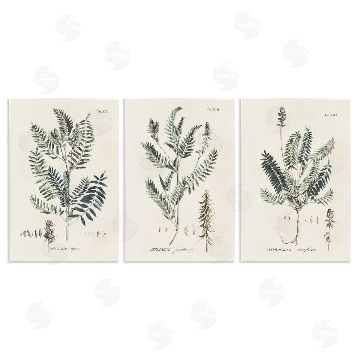 Green Botanical Latin Study Wood Plaque Wall Art, Home Decor by Martini