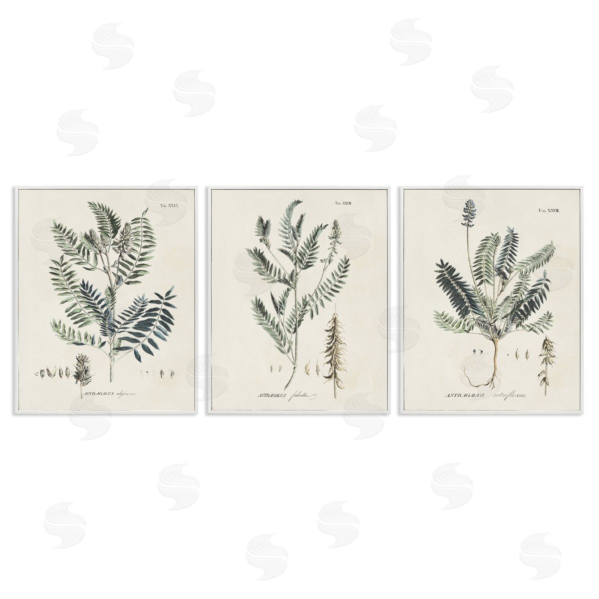 Green Botanical Latin Study White Frame Print Wall Art, Home Decor by Martini