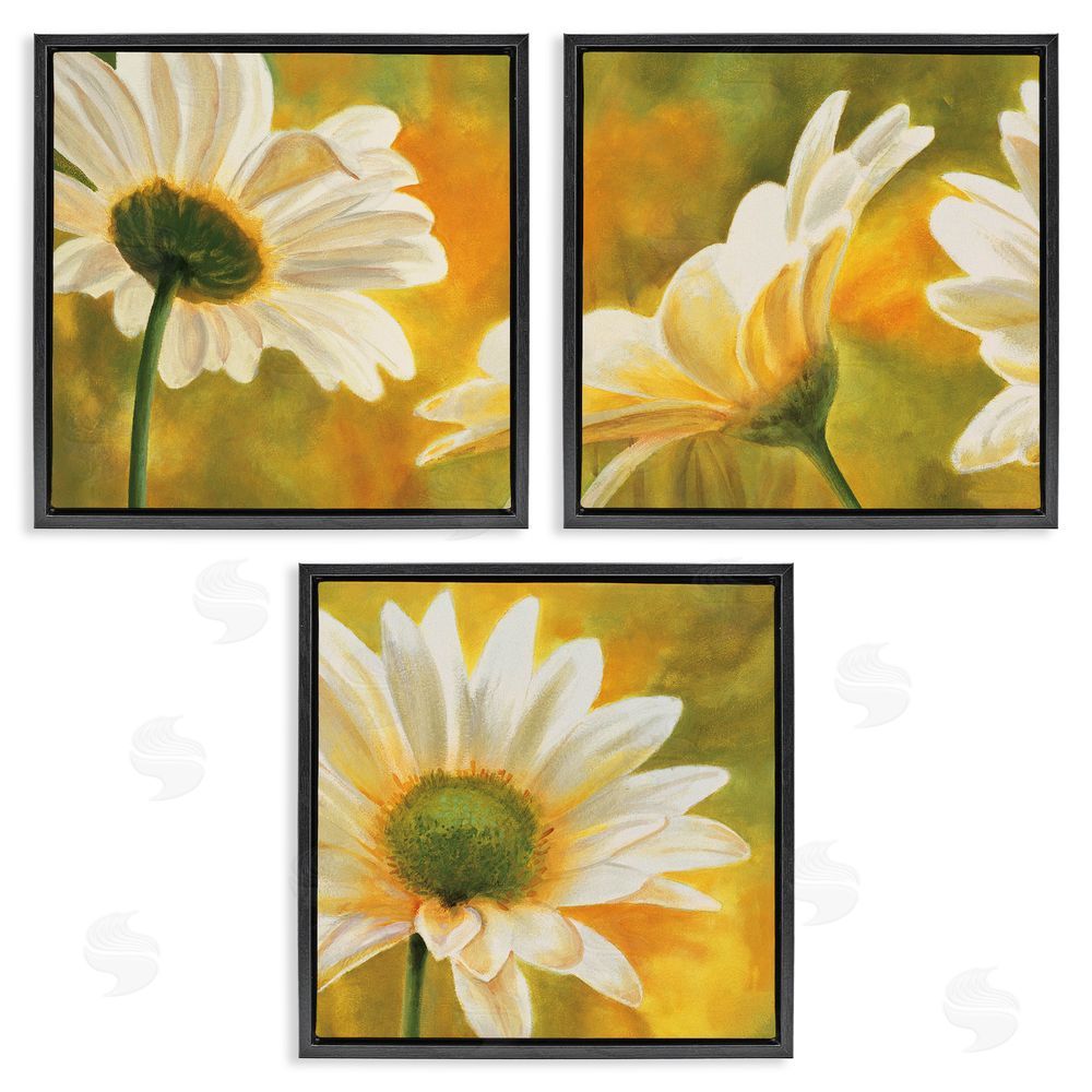 Pierre Viollet Blooming Wild Daisies Field Black Floating Frame Canvas Wall Art Print