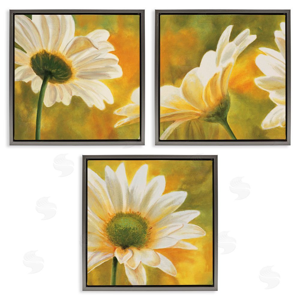 Pierre Viollet Blooming Wild Daisies Field Gray Floating Frame Canvas Wall Art Print
