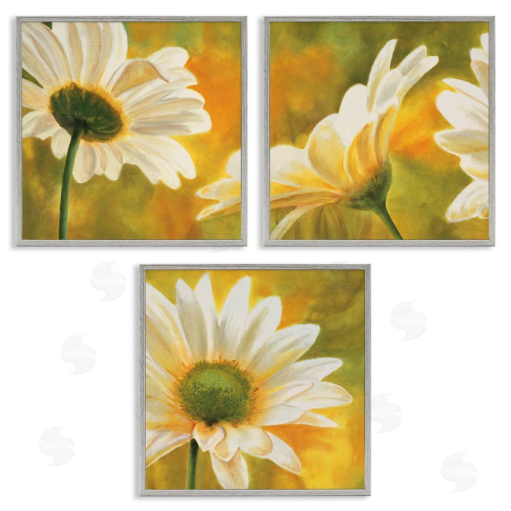 Pierre Viollet Blooming Wild Daisies Field Gray Framed Giclee Wall Art Print