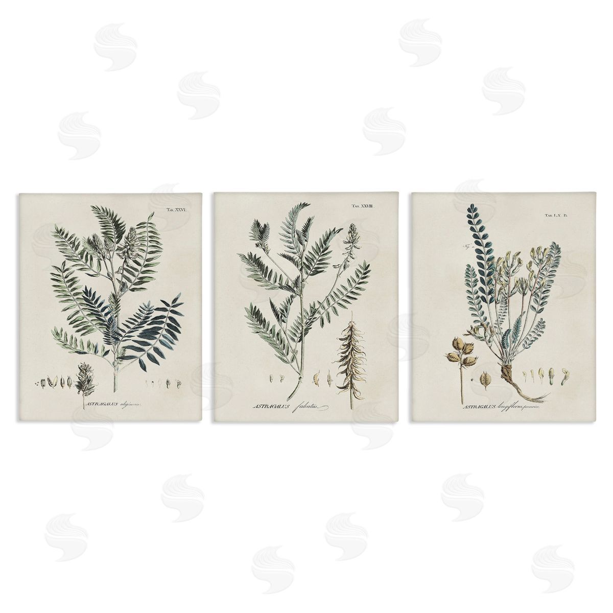 Martini Woodland Plant Studies Canvas Wall Art Print