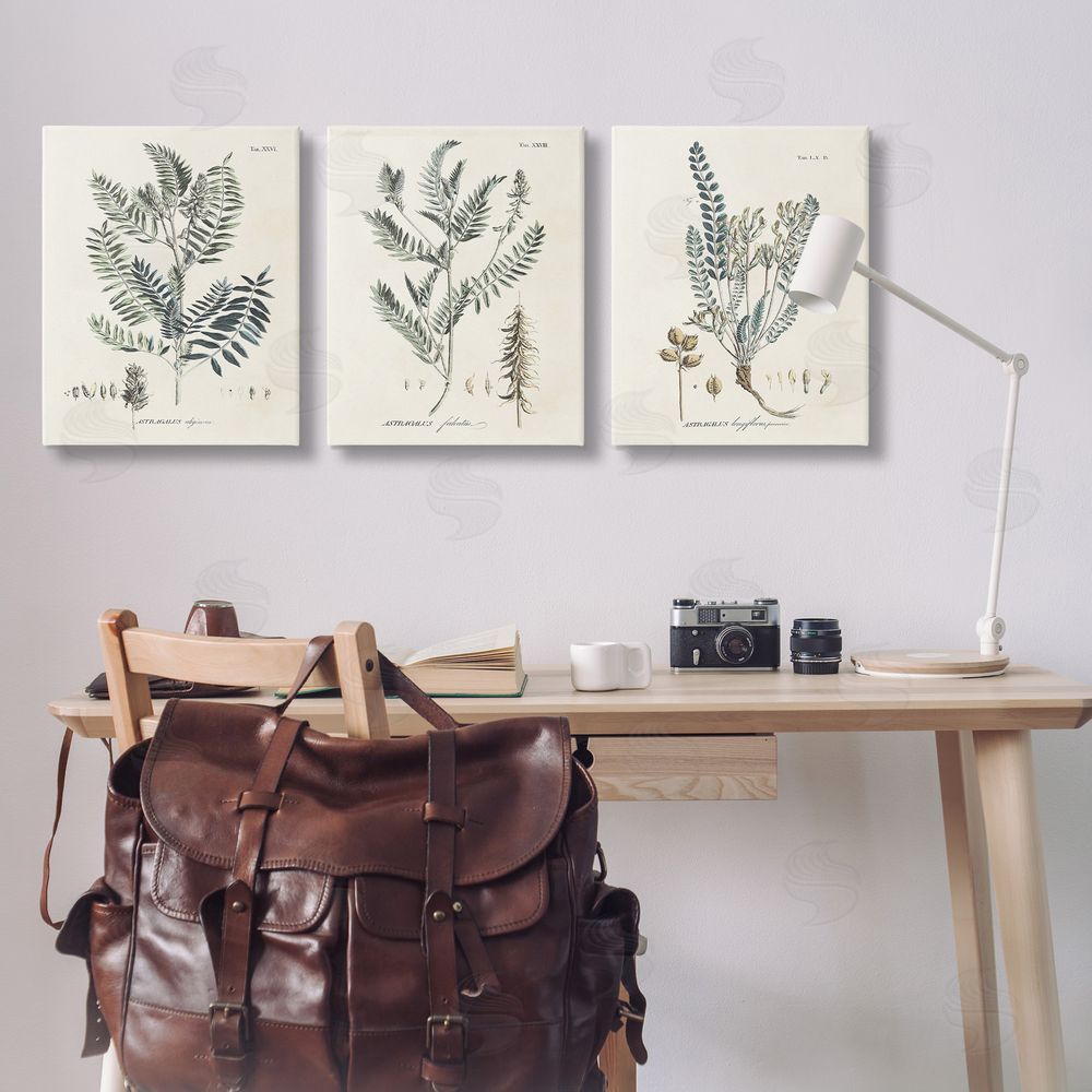 Martini Woodland Plant Studies Canvas Wall Art Print in Room