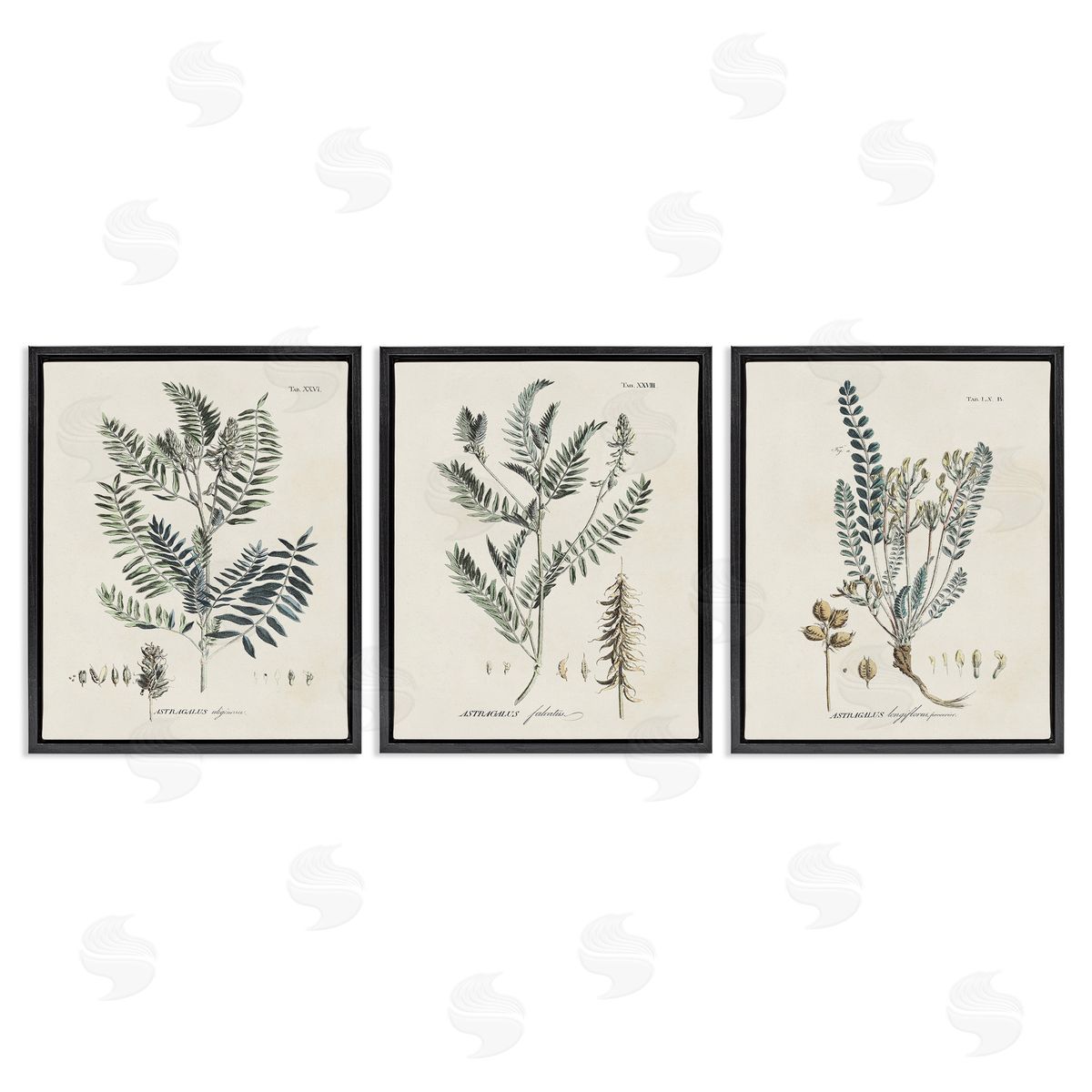Martini Woodland Plant Studies Black Floating Frame Canvas Wall Art Print