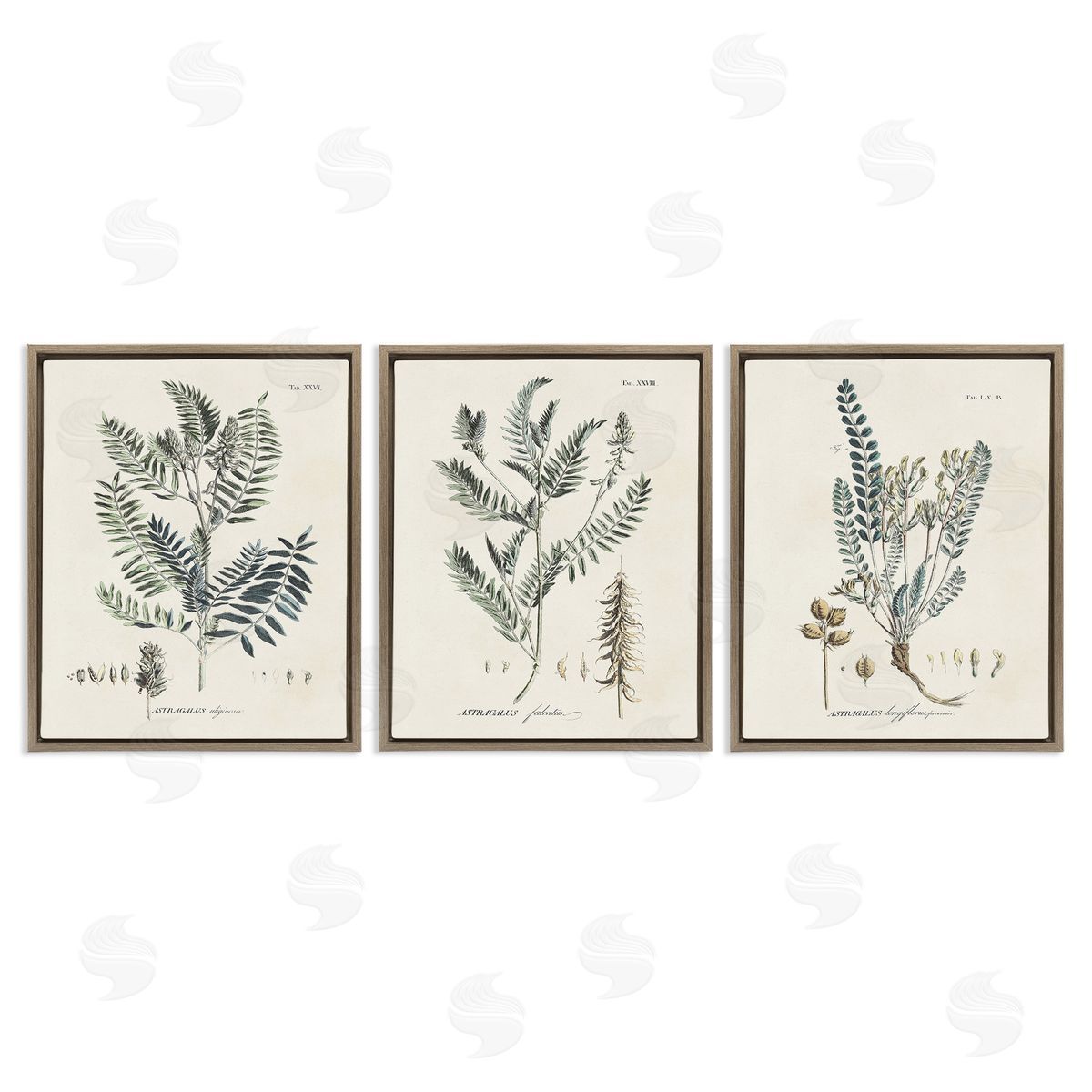 Martini Woodland Plant Studies Brown Floating Frame Canvas Wall Art Print