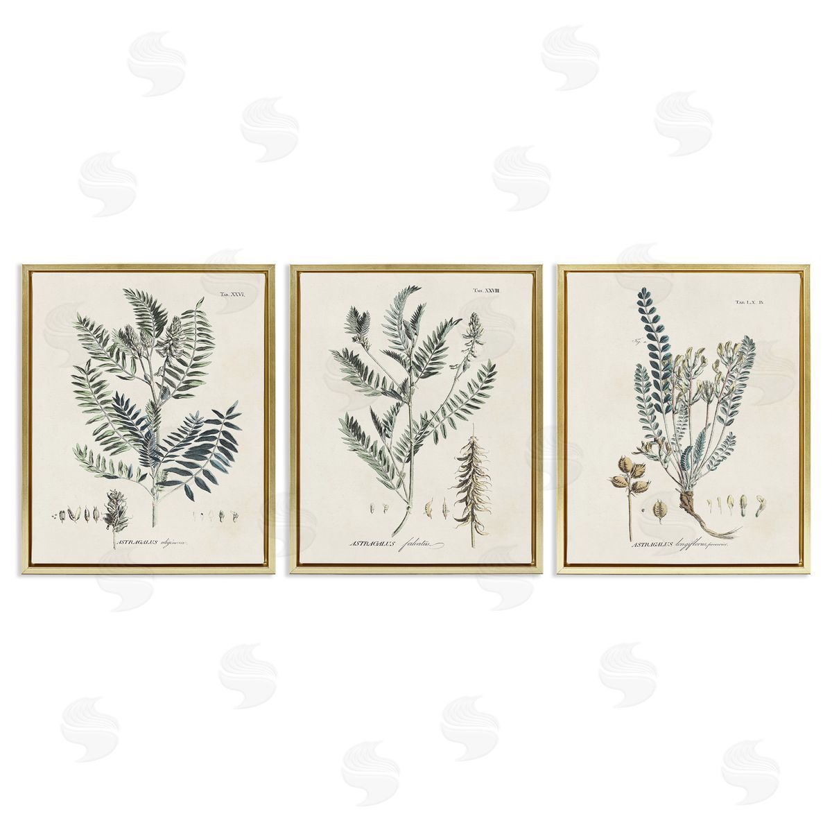 Martini Woodland Plant Studies Gold Floating Frame Canvas Wall Art Print