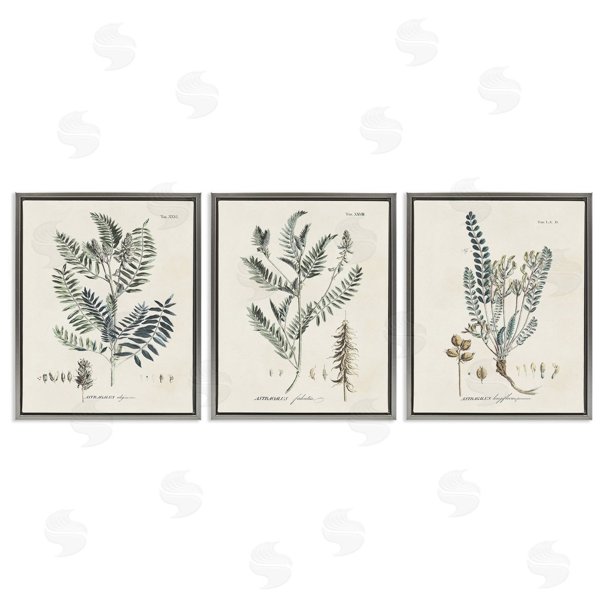 Martini Woodland Plant Studies Gray Floating Frame Canvas Wall Art Print