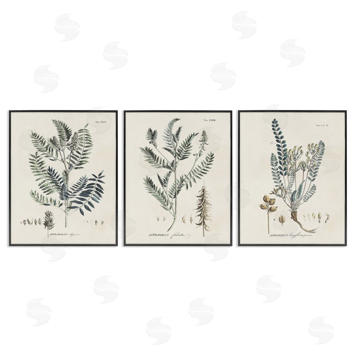 Martini Woodland Plant Studies Black Framed Giclee Wall Art Print