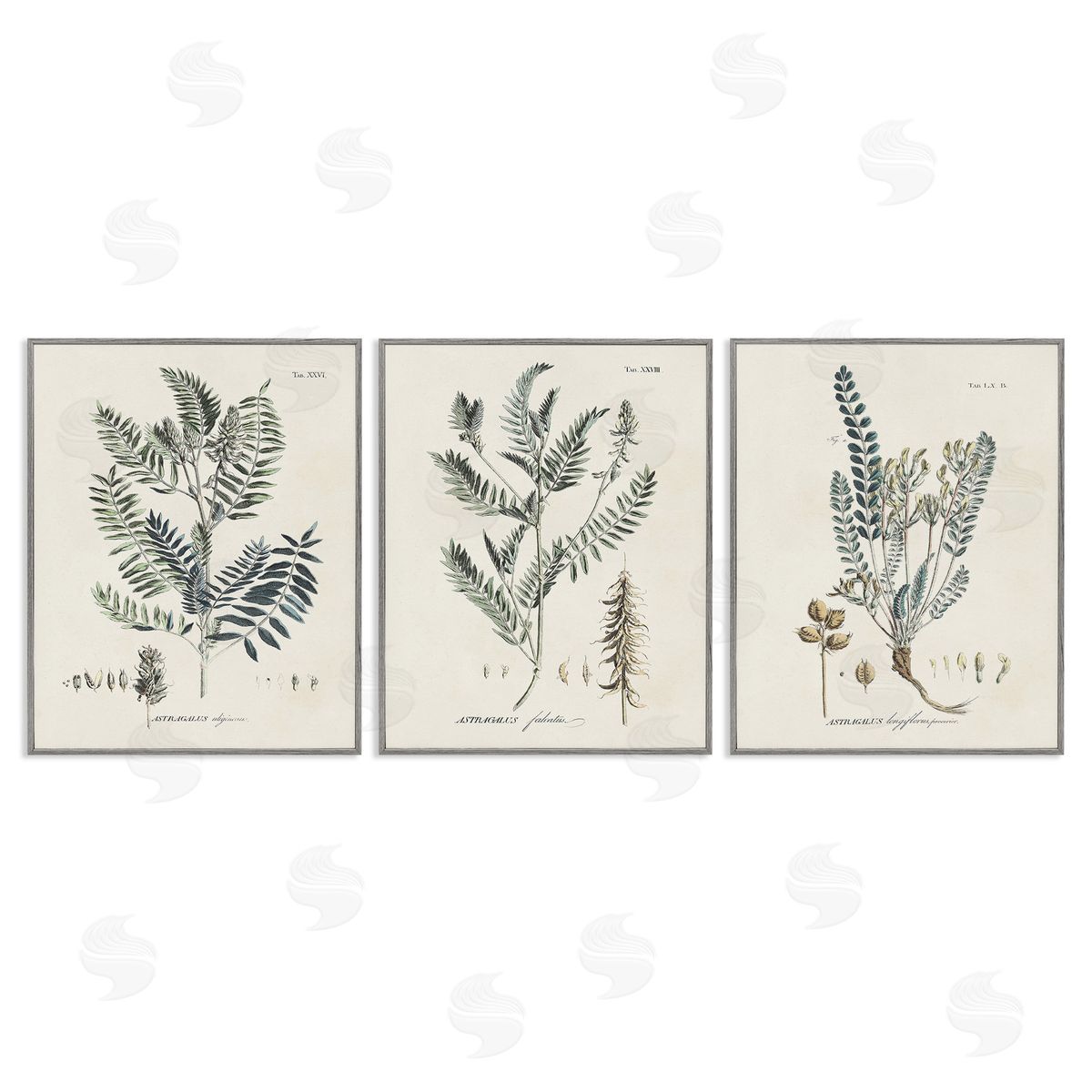 Martini Woodland Plant Studies Gray Framed Giclee Wall Art Print