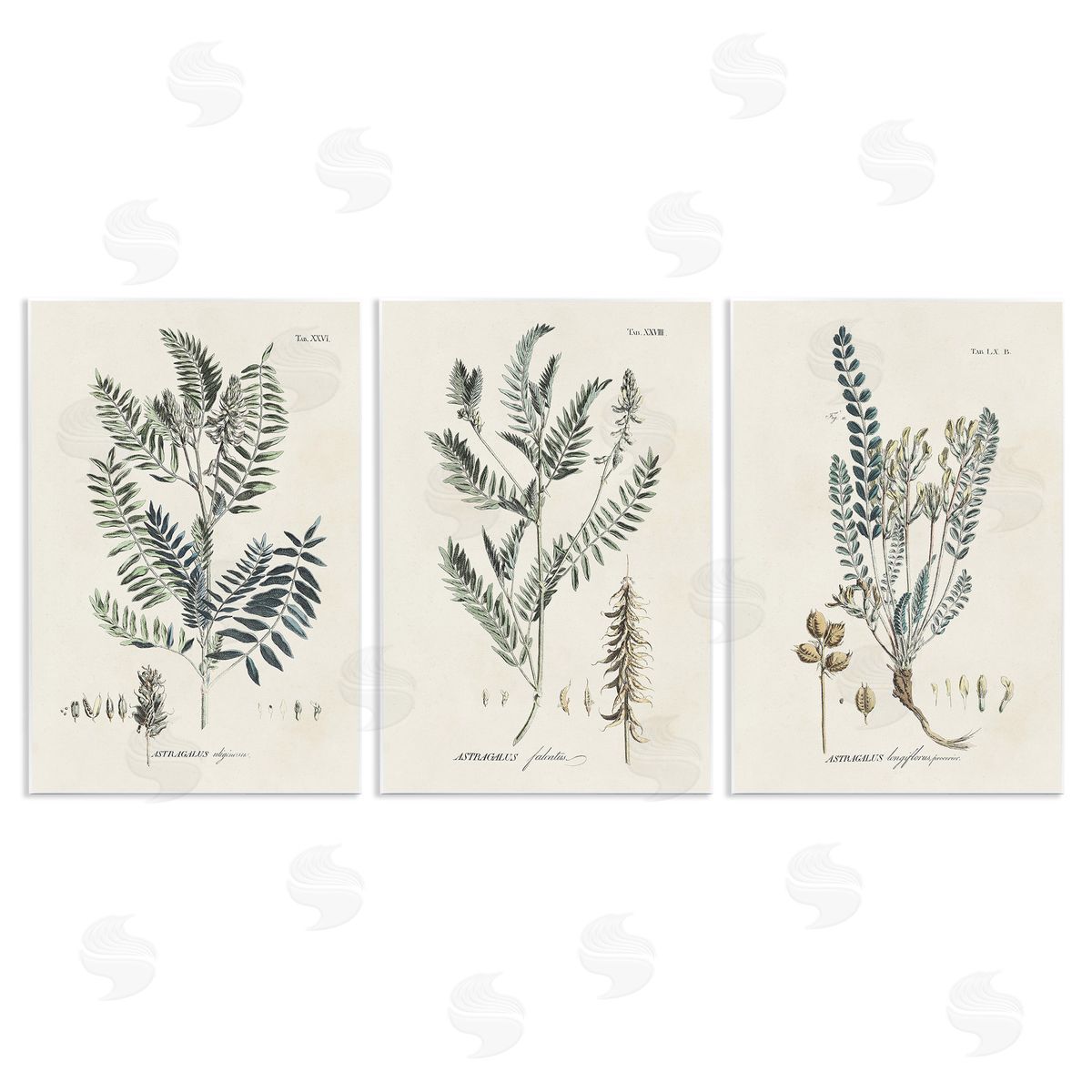 Martini Woodland Plant Studies Wooden Wall Plaque Art Print