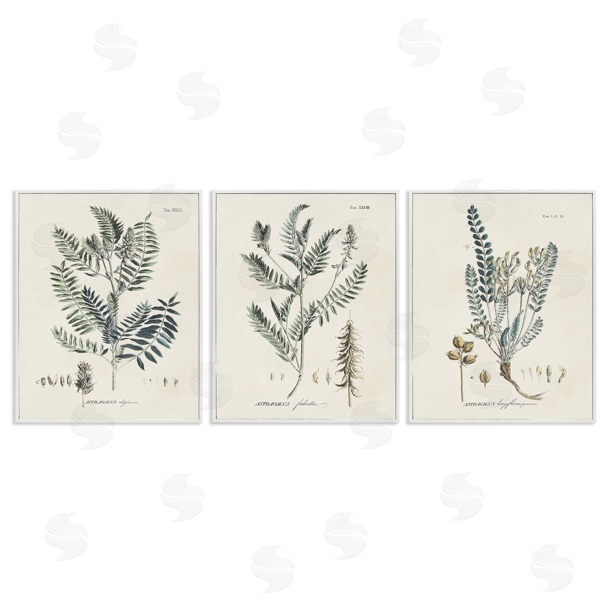 Martini Woodland Plant Studies White Framed Giclee Wall Art Print