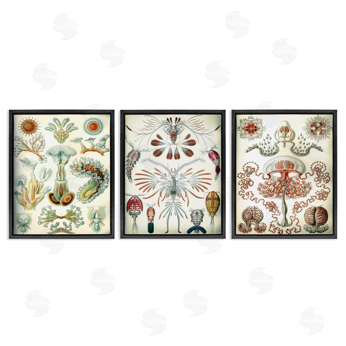 Vintage Microscopic Crustaceans Black Floating Frame Canvas Wall Art, Home Decor by Graffi*tee Studios