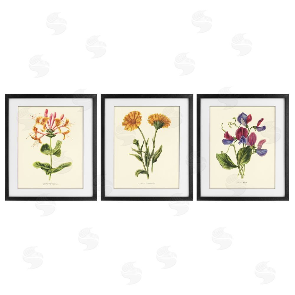 Connie Resch Flowering Plants Vintage Illustration Black Framed Print Under Glass Wall Art