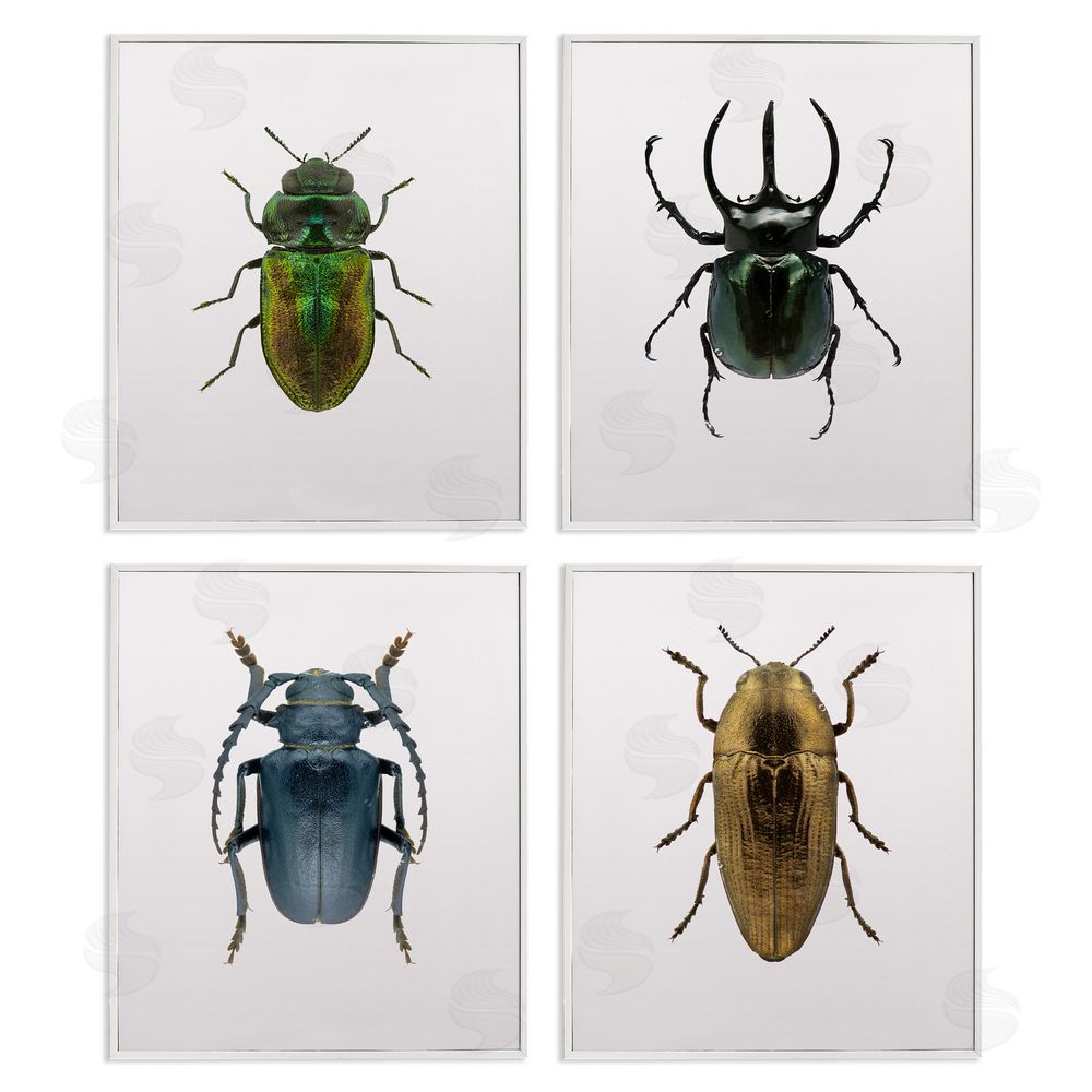 Design Fabrikken Colorful Insect Collection Photographs White Framed Giclee Wall Art Print