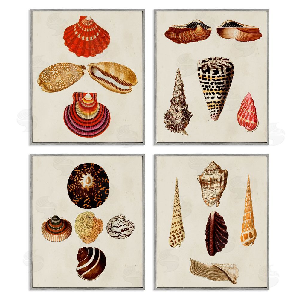 G.W. Knorr Vintage Nautical Seashells Warm Tones Gray Framed Giclee Wall Art Print