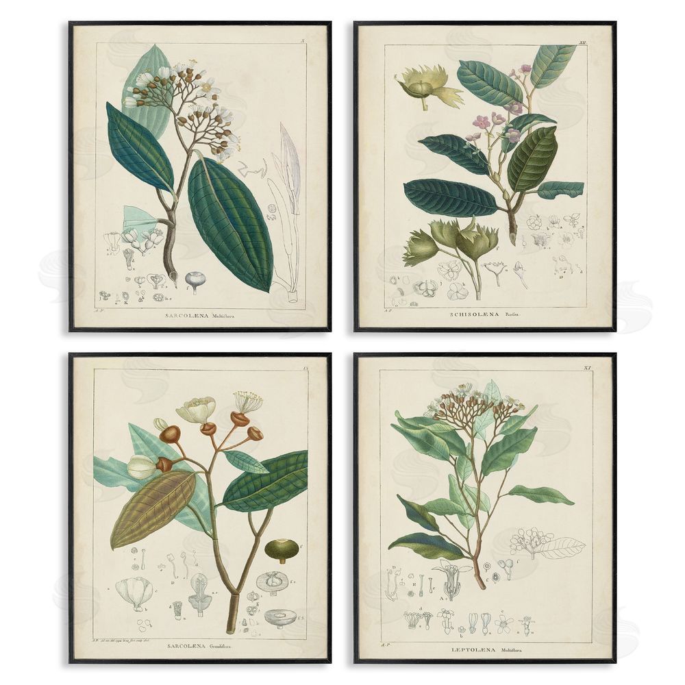 Unknown Artist Vintage Floral Anatomy Illustration Latin Study Black Framed Giclee Wall Art Print