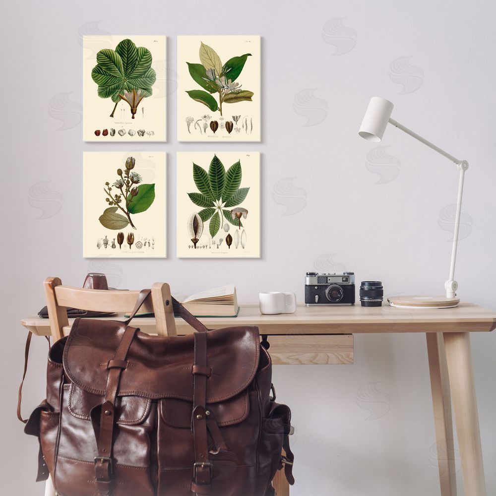 Unknown Artist Plant Anatomy Chart Vintage Illustration Canvas Wall Art Print in Room