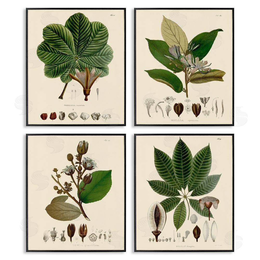 Unknown Artist Plant Anatomy Chart Vintage Illustration Black Framed Giclee Wall Art Print