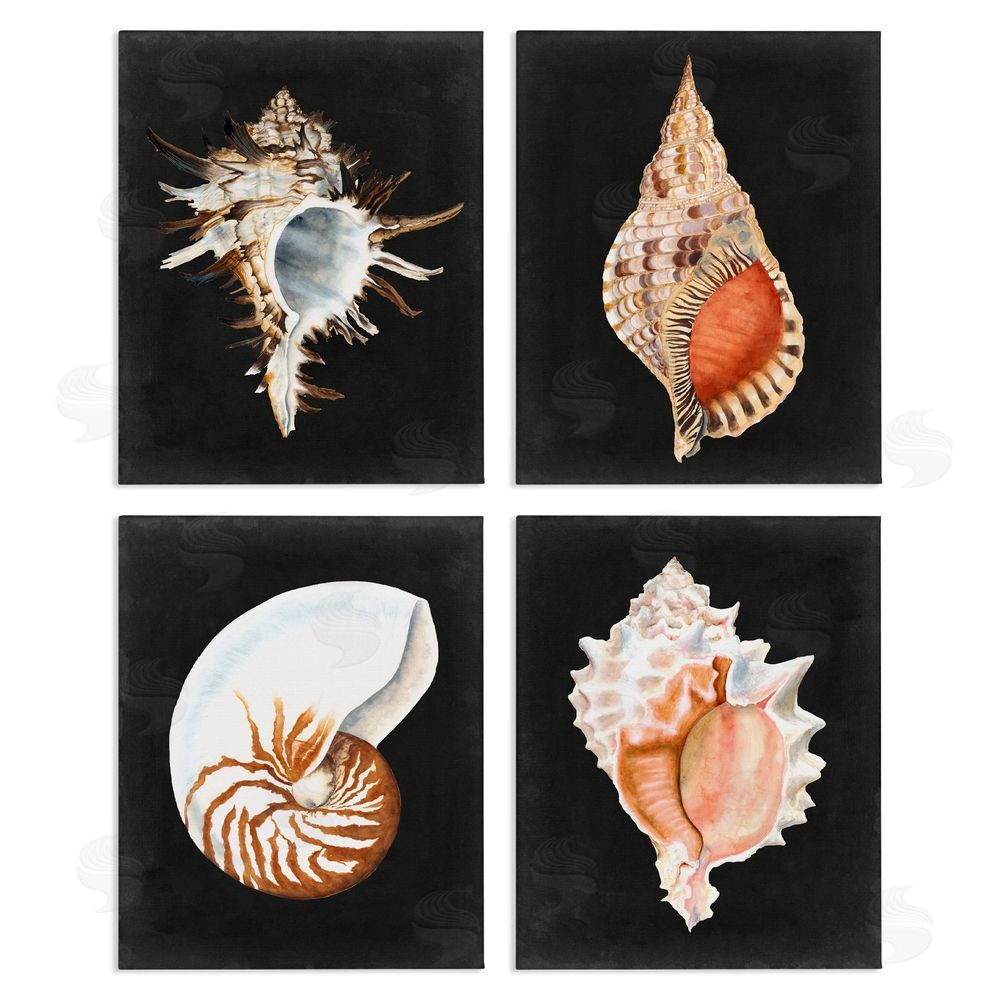 Michael Willett Sea Shell Clam Conch Collection Canvas Wall Art Print