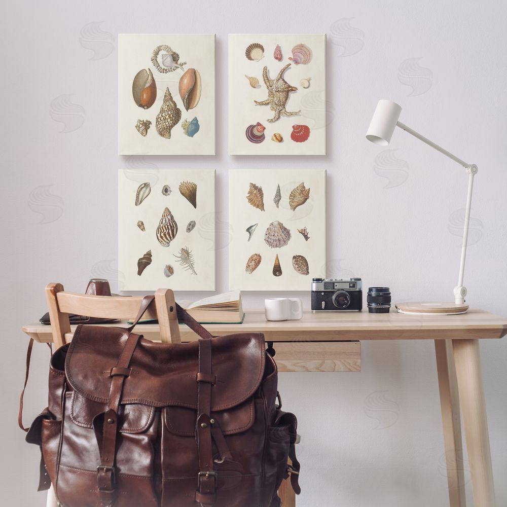 G.W. Knorr Seashell Aquatic Life Latin Studies Canvas Wall Art Print in Room