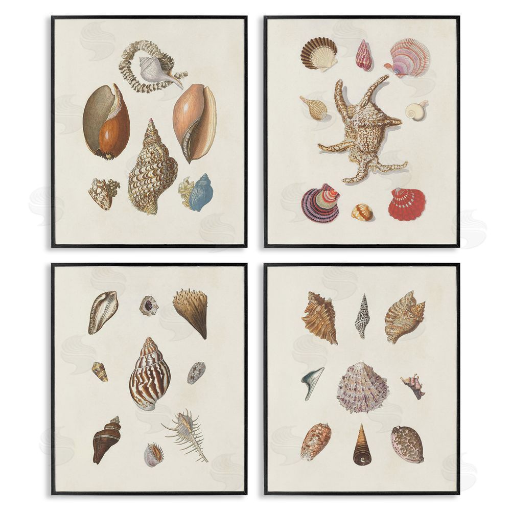 G.W. Knorr Seashell Aquatic Life Latin Studies Black Framed Giclee Wall Art Print