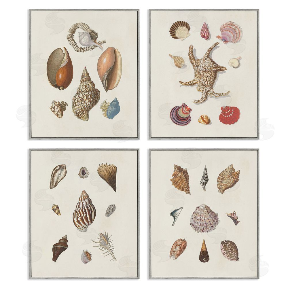 G.W. Knorr Seashell Aquatic Life Latin Studies Gray Framed Giclee Wall Art Print