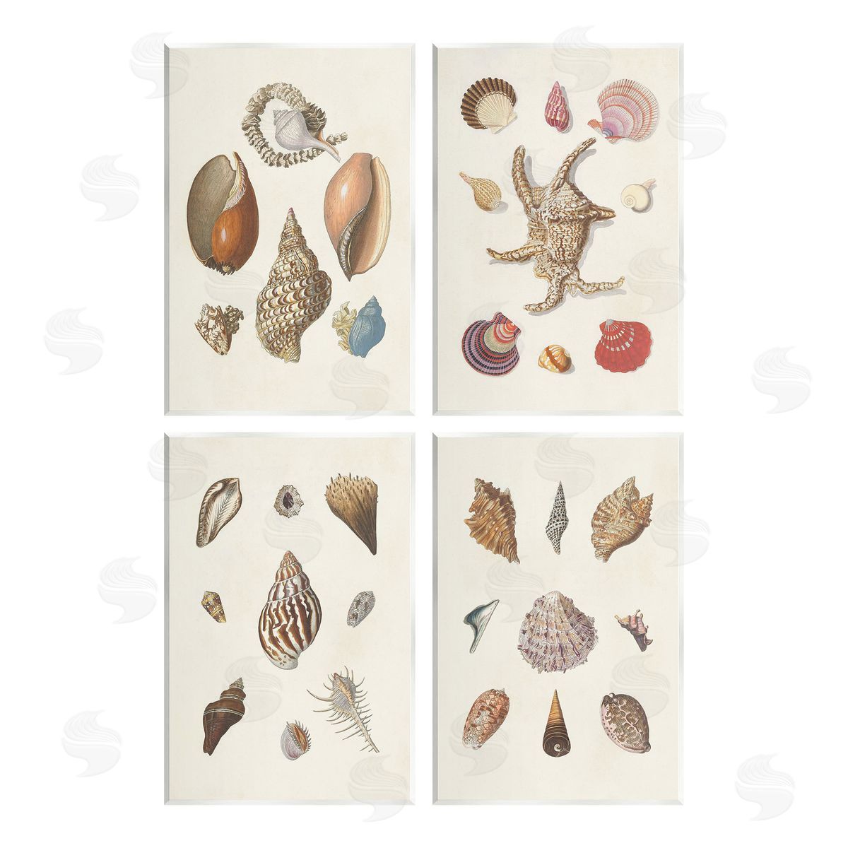 G.W. Knorr Seashell Aquatic Life Latin Studies Wooden Wall Plaque Art Print