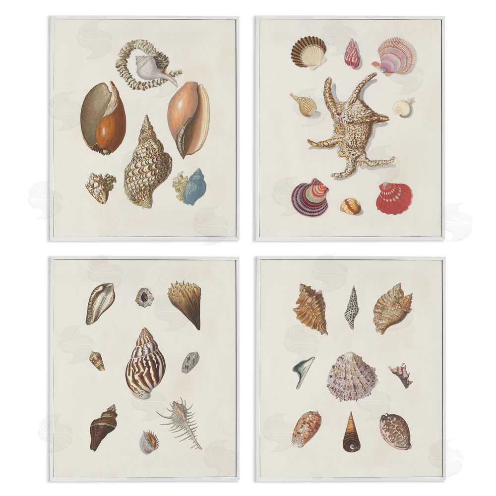 G.W. Knorr Seashell Aquatic Life Latin Studies White Framed Giclee Wall Art Print