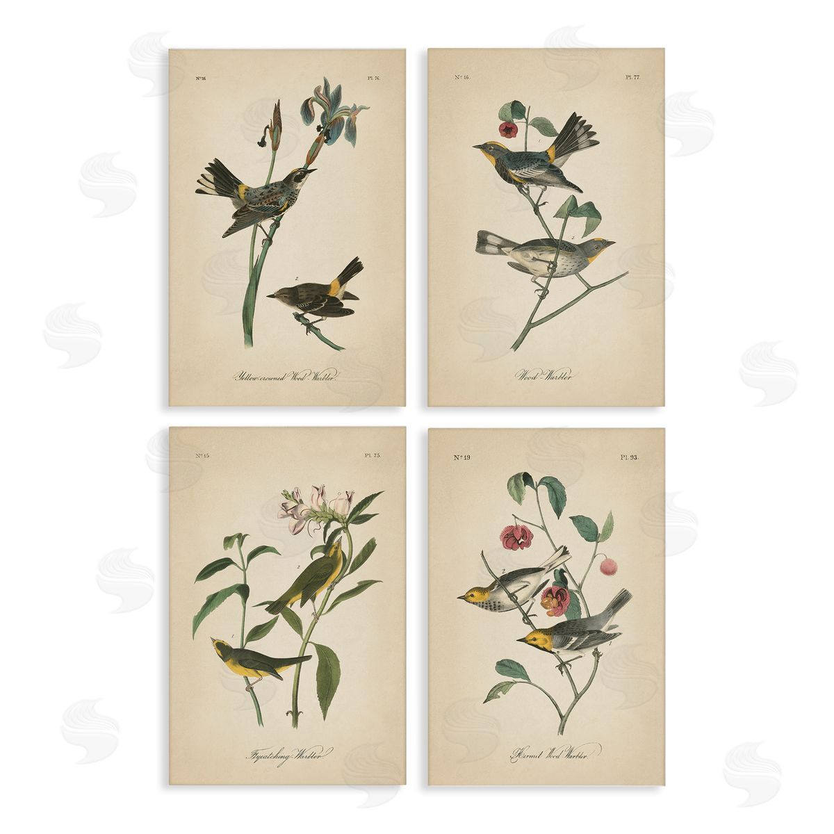 Vintage Study Birds & Plants Canvas Wall Art, Home Decor by Wild Apple Portfolio