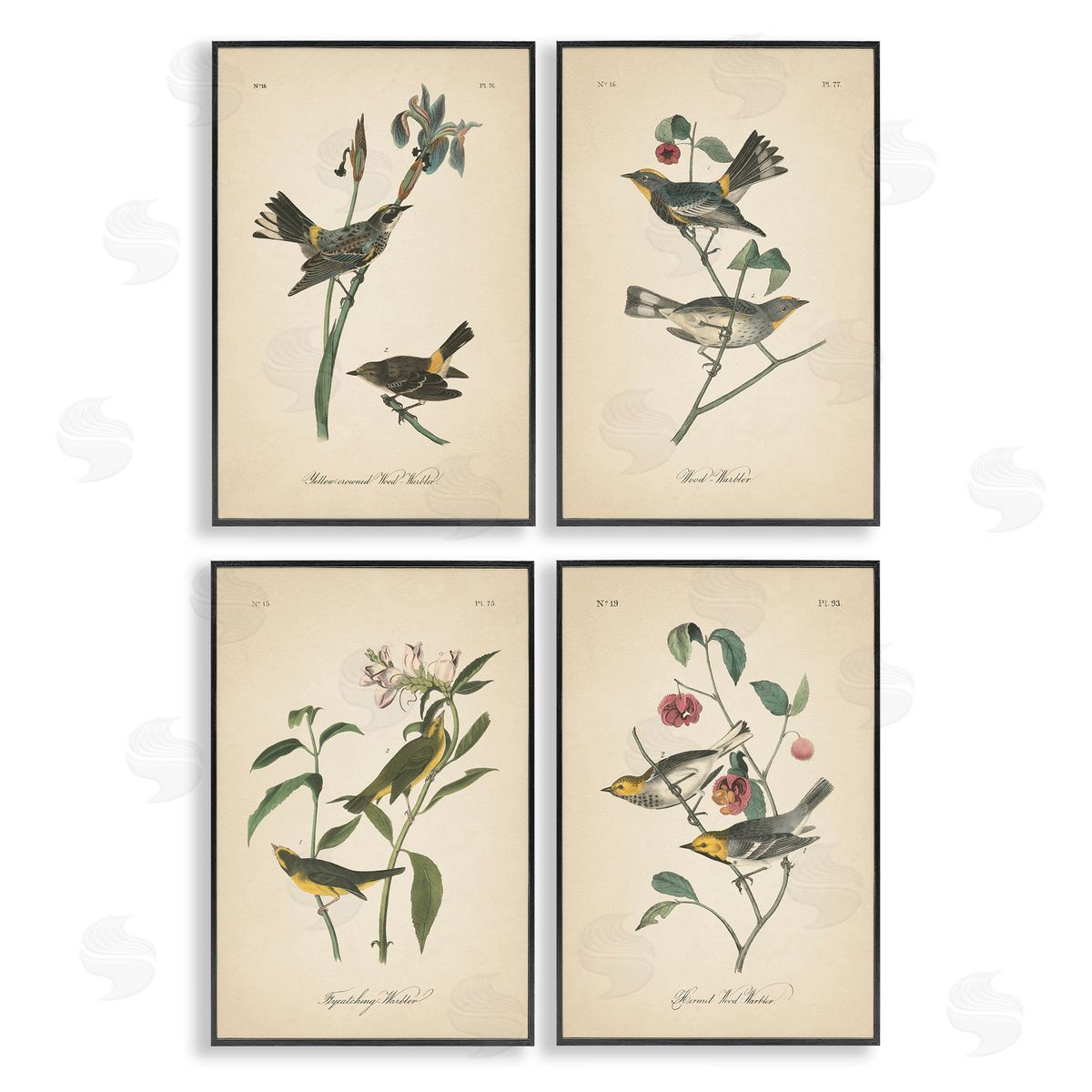 Vintage Study Birds & Plants Black Frame Print Wall Art, Home Decor by Wild Apple Portfolio