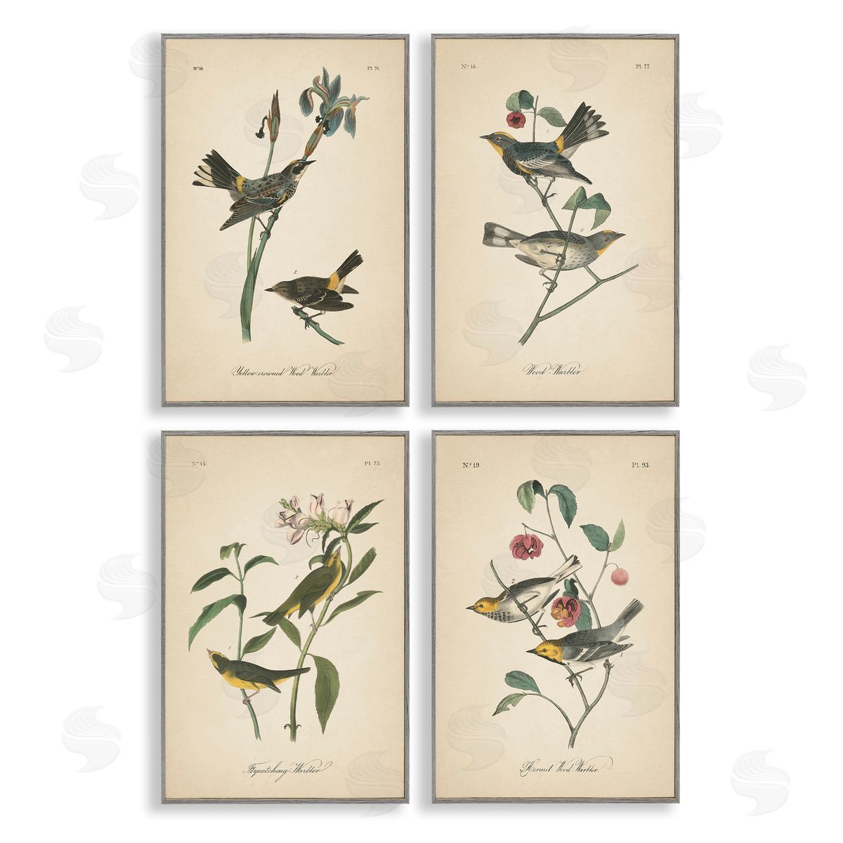 Vintage Study Birds & Plants Grey Frame Print Wall Art, Home Decor by Wild Apple Portfolio