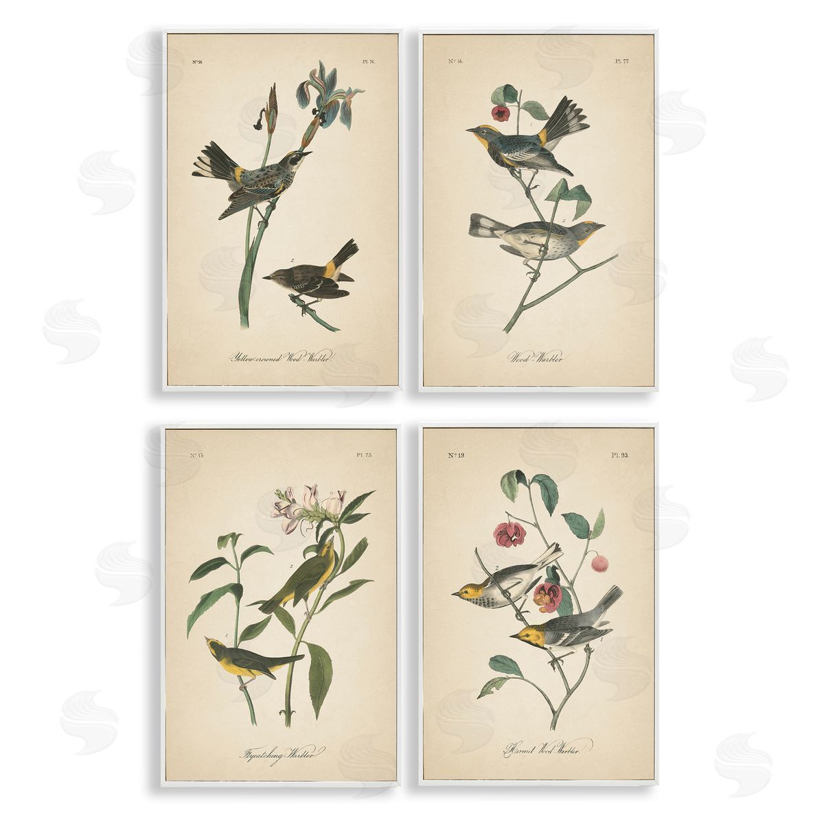 Vintage Study Birds & Plants White Frame Print Wall Art, Home Decor by Wild Apple Portfolio