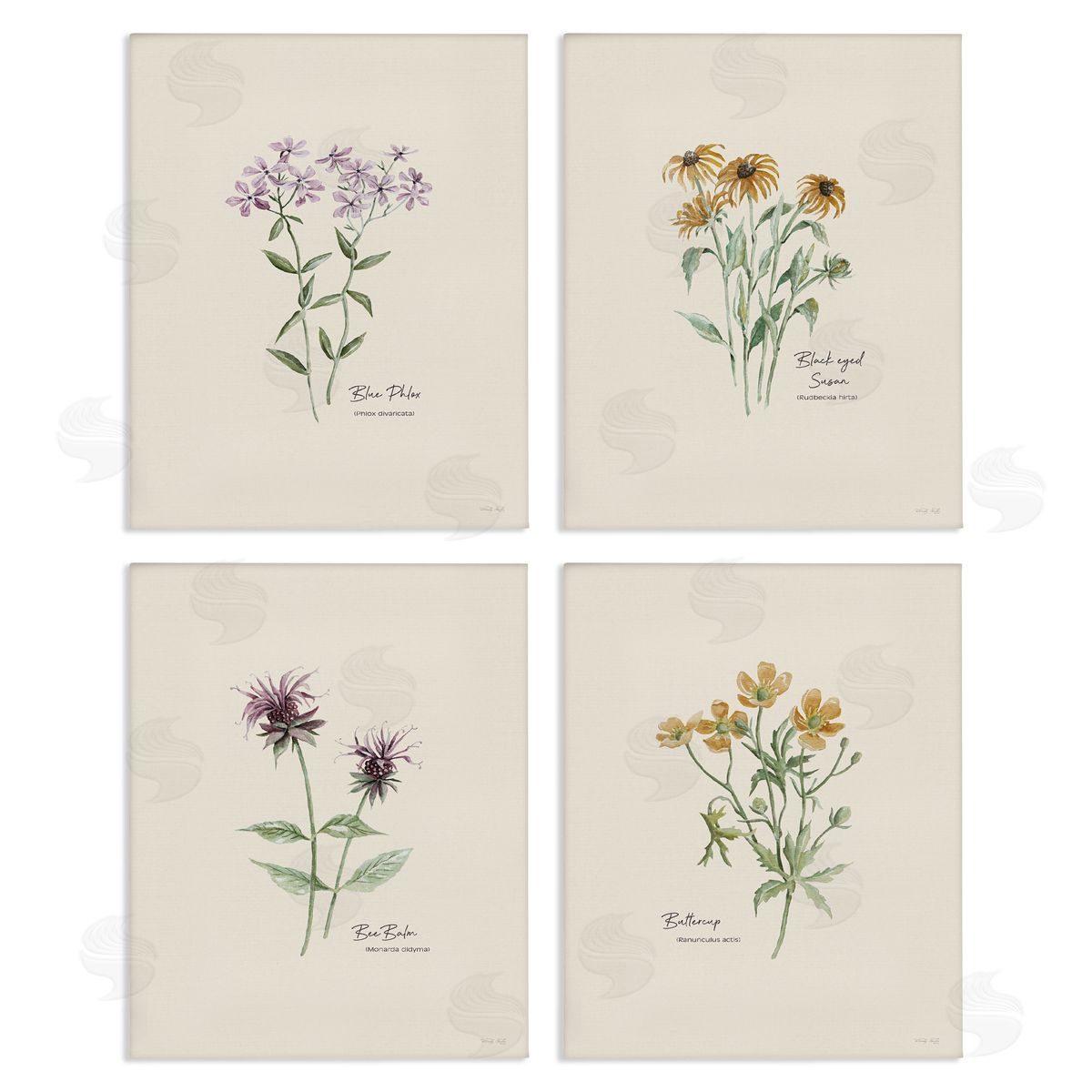 Simple Wildflower Studies Canvas Wall Art, Home Decor by Cindy Jacobs