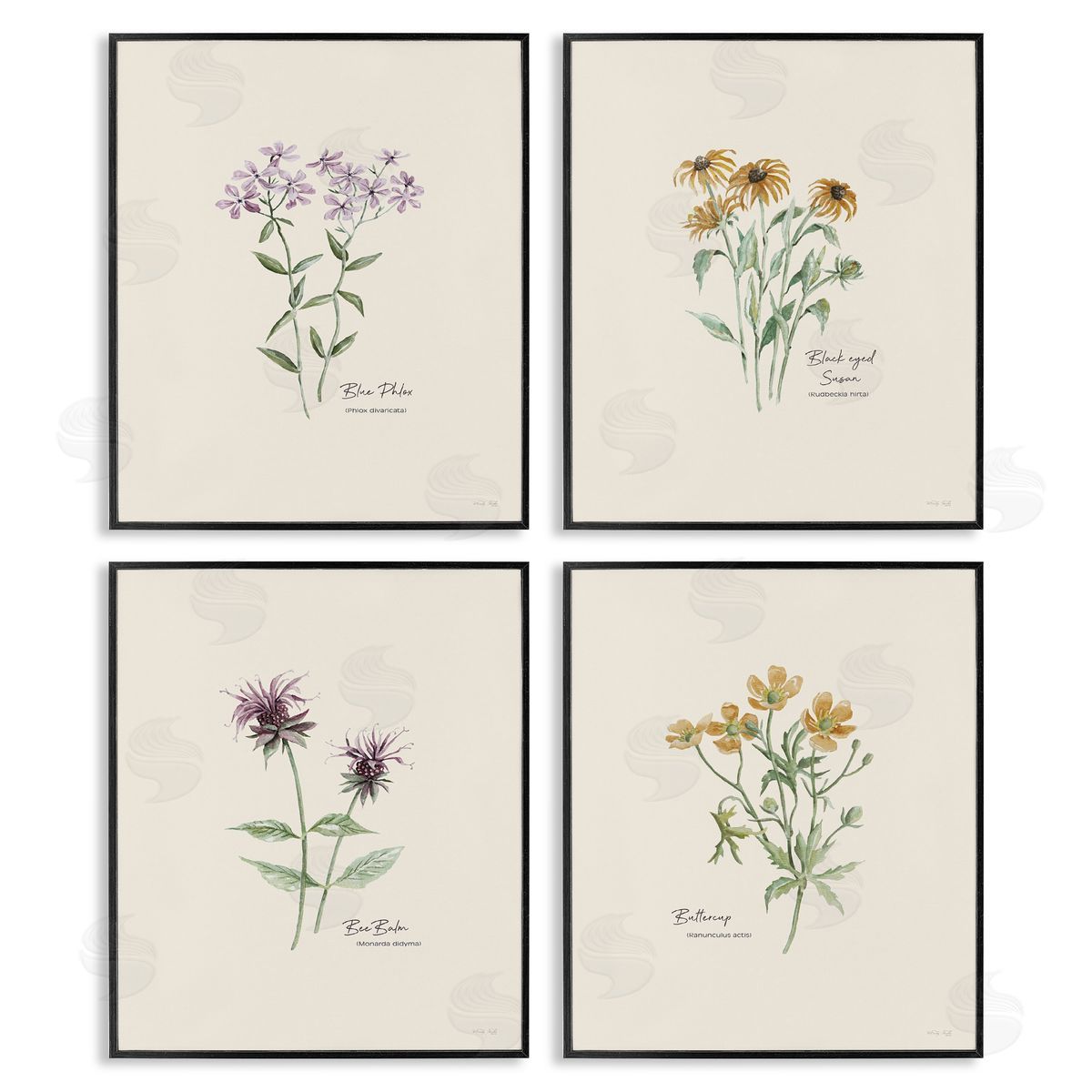 Simple Wildflower Studies Black Frame Print Wall Art, Home Decor by Cindy Jacobs