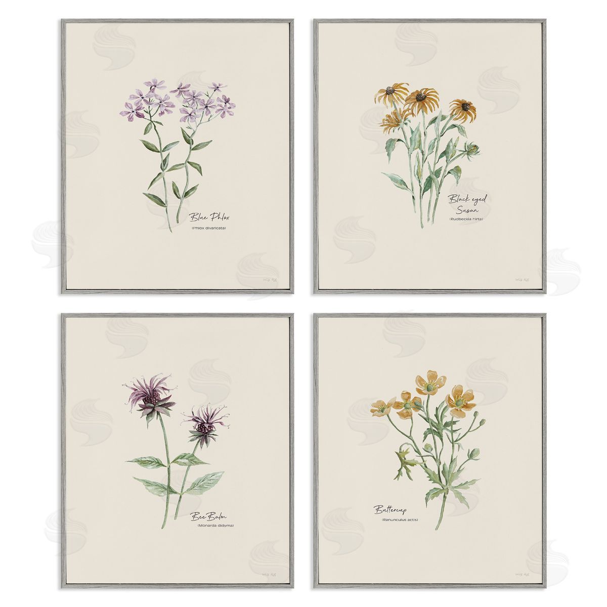 Simple Wildflower Studies Grey Frame Print Wall Art, Home Decor by Cindy Jacobs