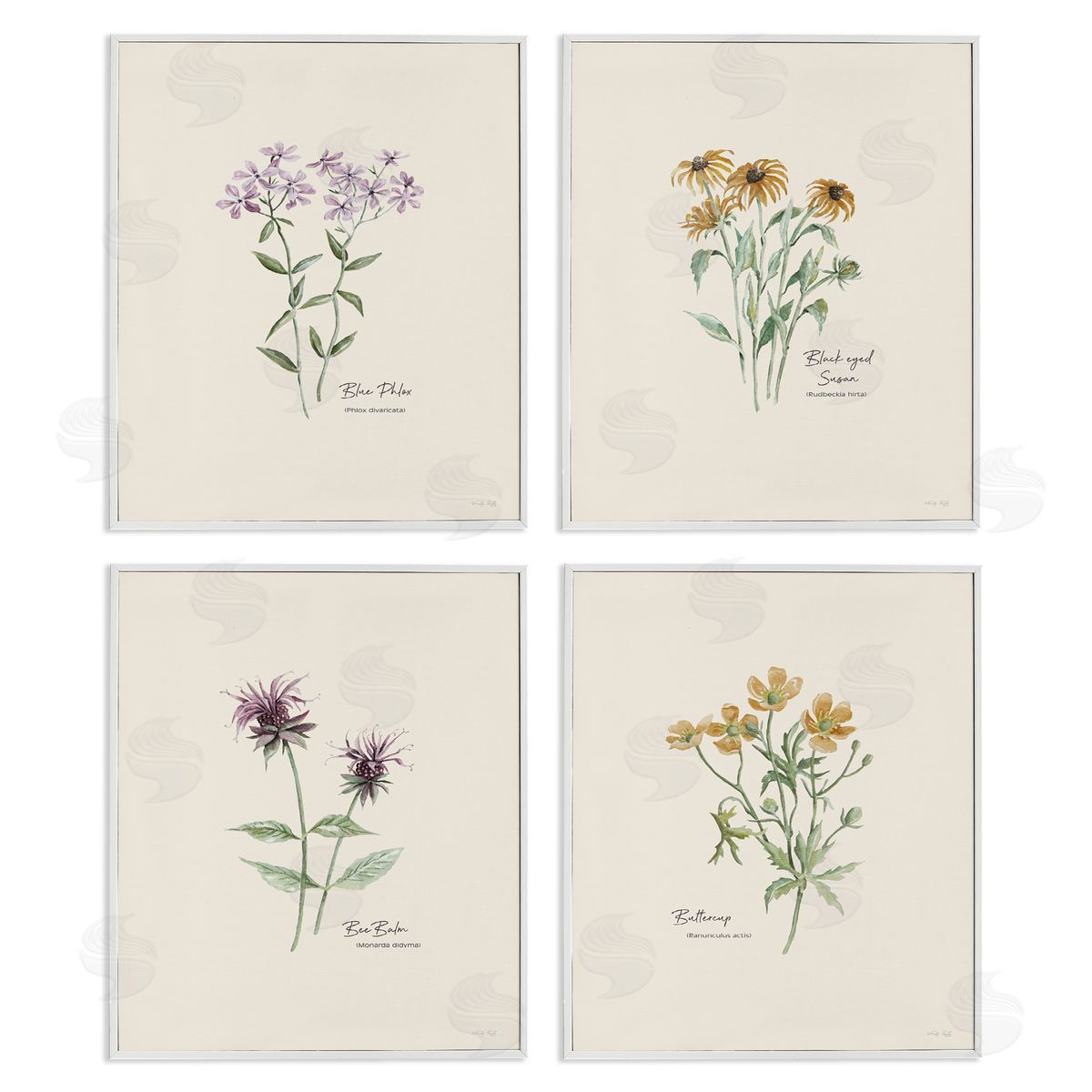 Simple Wildflower Studies White Frame Print Wall Art, Home Decor by Cindy Jacobs