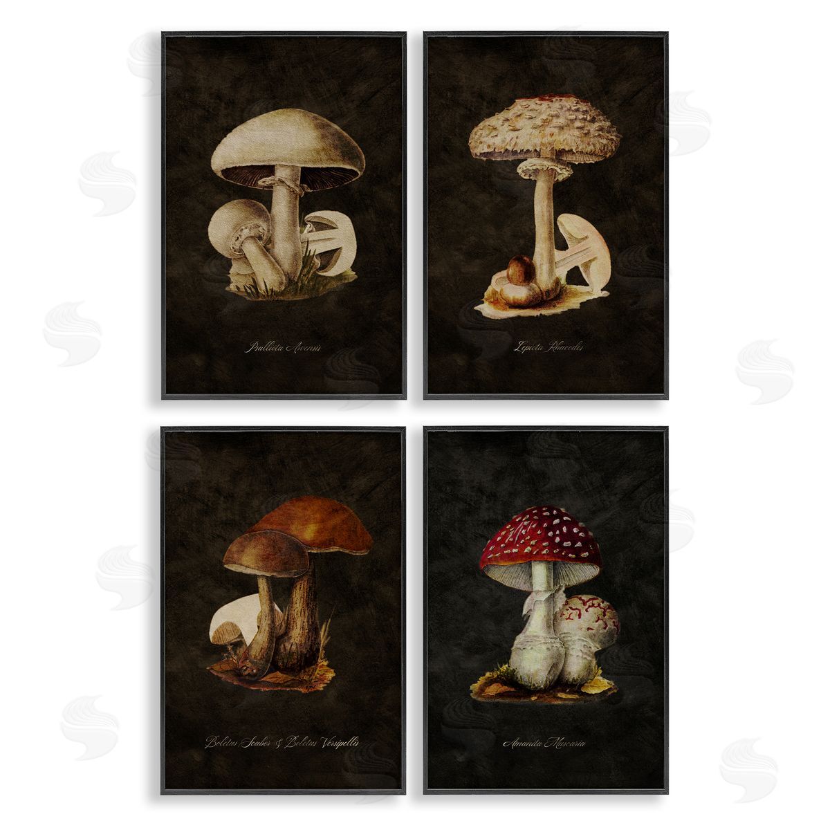 Mushroom Genus Studies Black Frame Print Wall Art, Home Decor by Tina Higgins Designs, Inc.