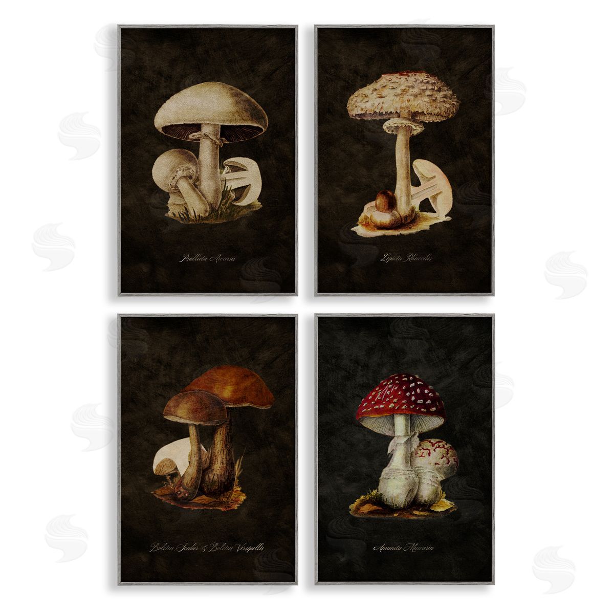 Mushroom Genus Studies Grey Frame Print Wall Art, Home Decor by Tina Higgins Designs, Inc.