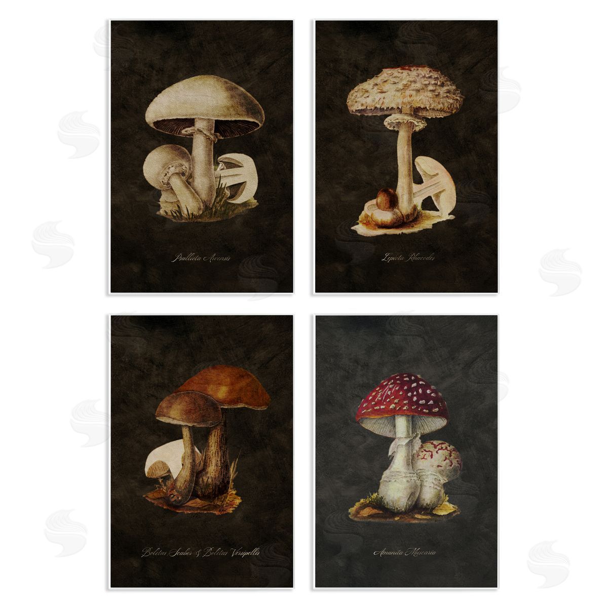 Mushroom Genus Studies Wood Plaque Wall Art, Home Decor by Tina Higgins Designs, Inc.