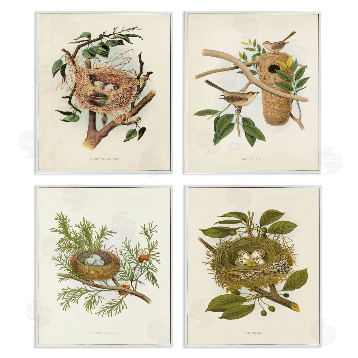 Bird Nest Forest Studies White Frame Print Wall Art, Home Decor by Tina Higgins Designs, Inc.