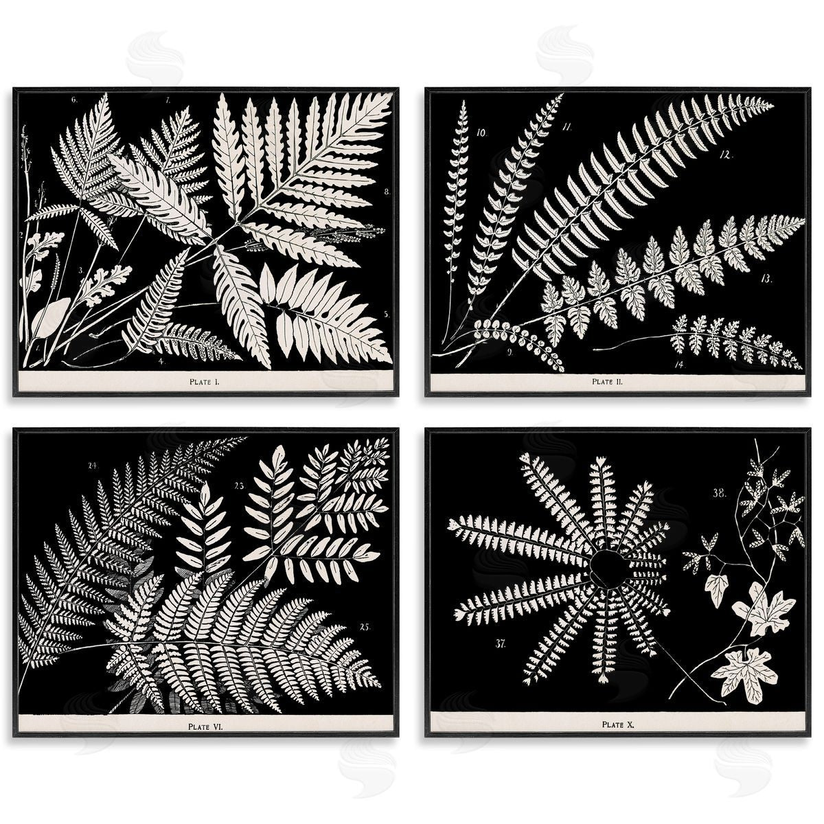 Ferns Studies with Stark Contrast Black Frame Print Wall Art, Home Decor by Phillipa Katz