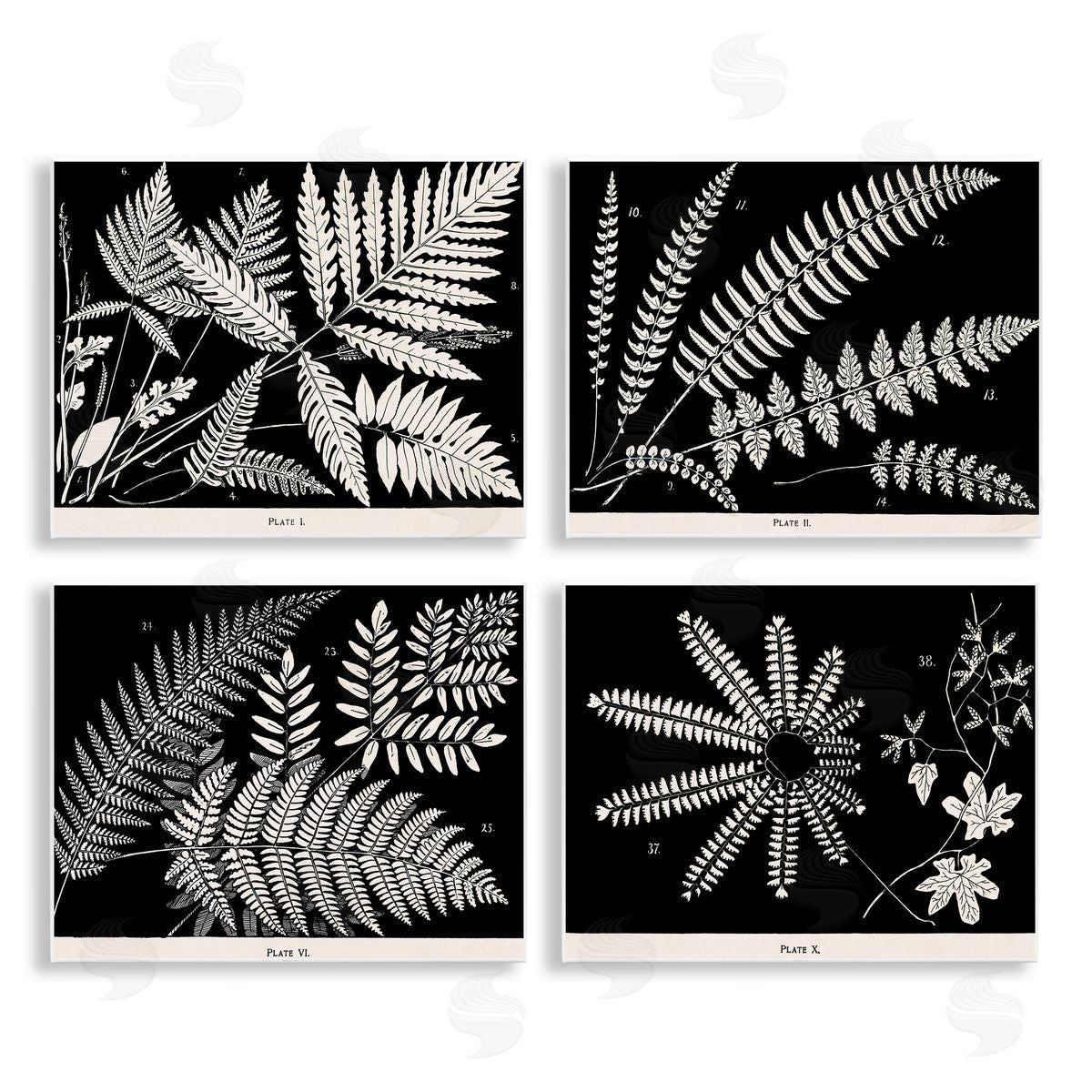 Ferns Studies with Stark Contrast Wood Plaque Wall Art, Home Decor by Phillipa Katz
