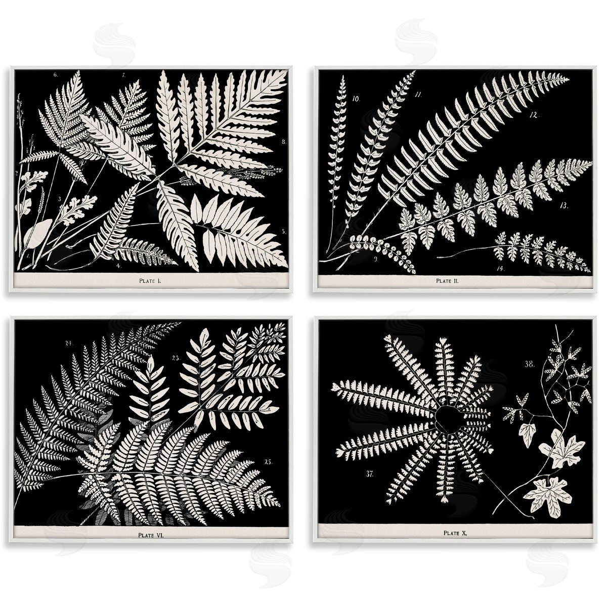 Ferns Studies with Stark Contrast White Frame Print Wall Art, Home Decor by Phillipa Katz
