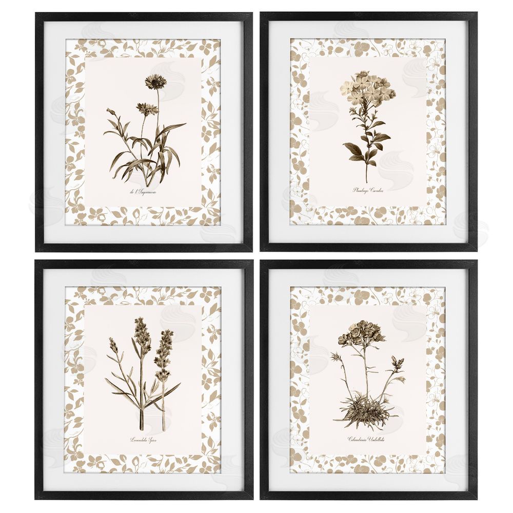 Kelly Donovan Neutral Imperial Flower Studies Black Framed Print Under Glass Wall Art