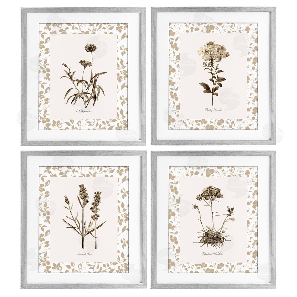 Kelly Donovan Neutral Imperial Flower Studies Gray Framed Print Under Glass Wall Art