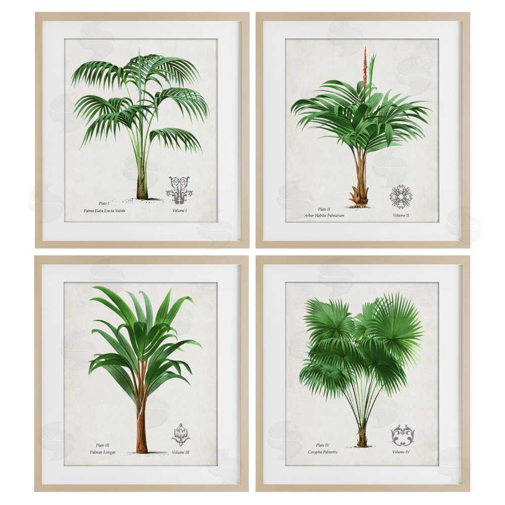 Natalie Carpentieri Palm Varieties Studies Birch Framed Print Under Glass Wall Art
