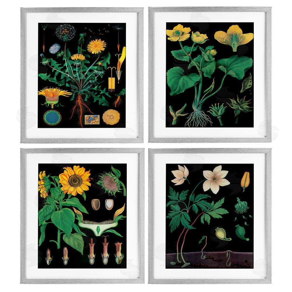 Vintage Hustle Botanical Illustrations on Black Gray Framed Print Under Glass Wall Art