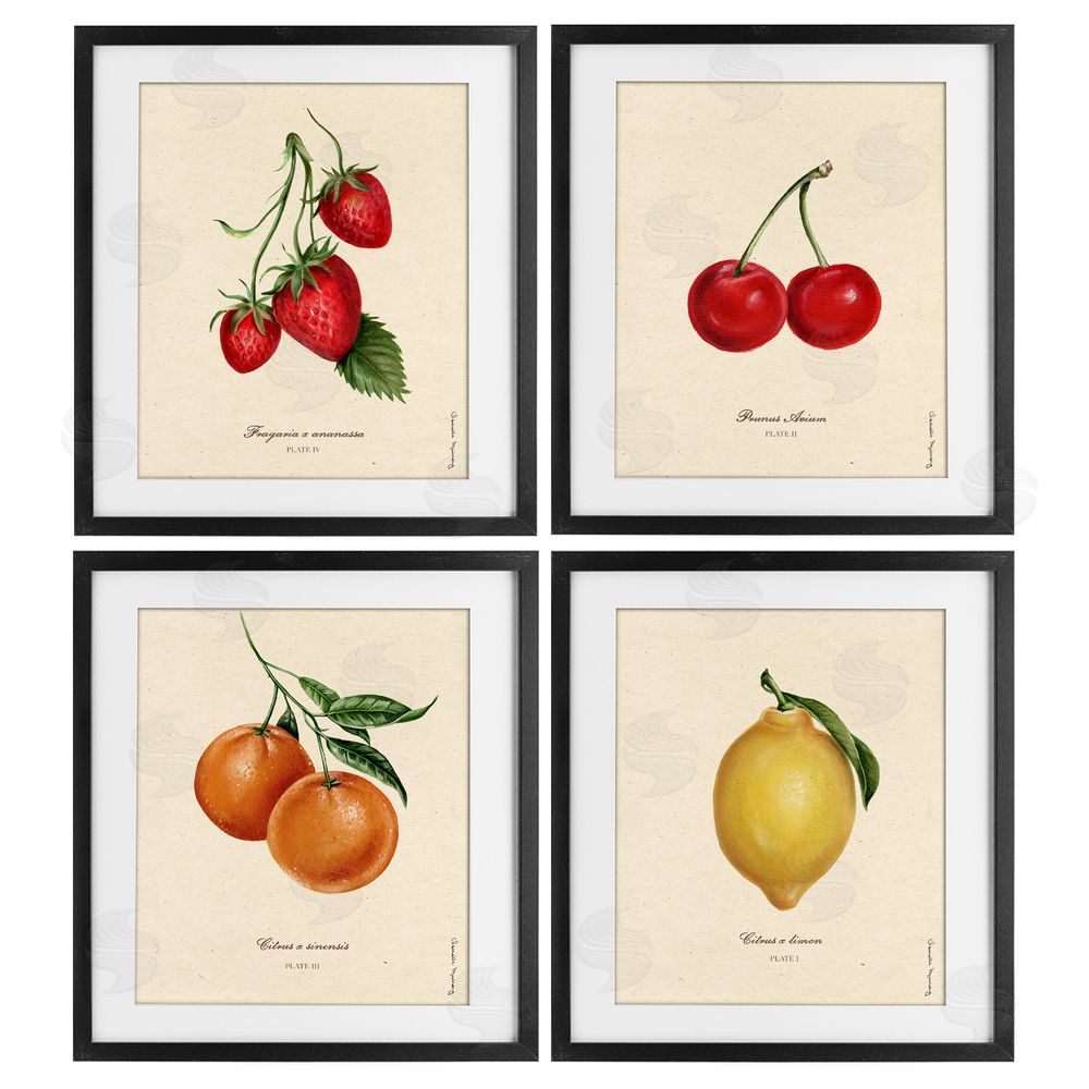 Courtney Davis Inc Vintage Fruit Portraits Black Framed Print Under Glass Wall Art
