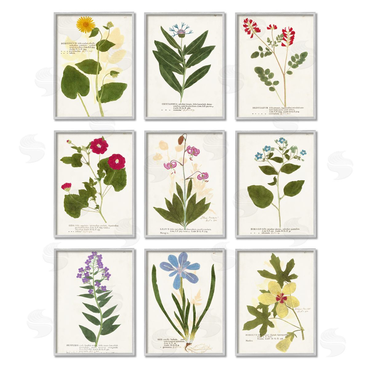 Vision Studio Latin Botanical Flower Study Vintage Illustrations Gray Framed Giclee Wall Art Print