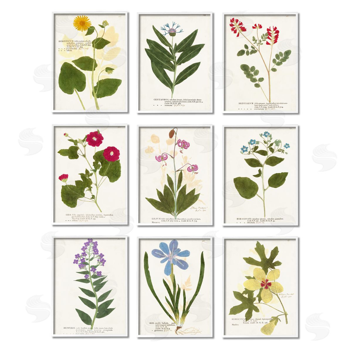 Vision Studio Latin Botanical Flower Study Vintage Illustrations White Framed Giclee Wall Art Print